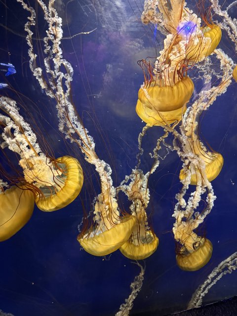 Underwater Grace: Mesmerizing Jellyfish Journey