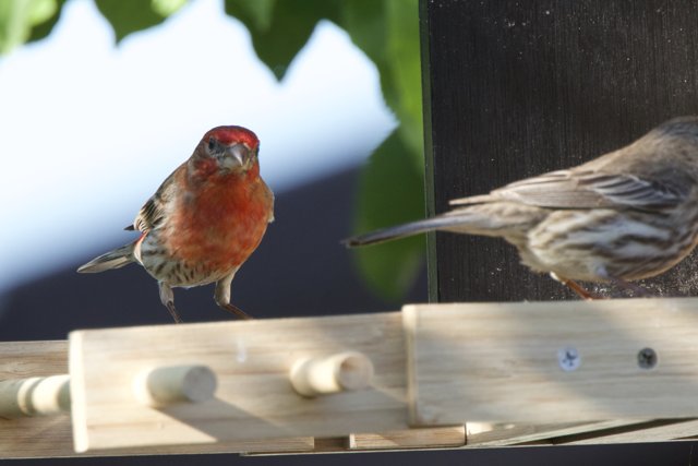 Garden Companions