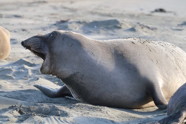 Elephant Seal Resting on Sandy Beach at Dusk