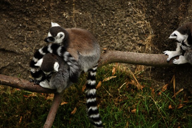 Lemur Trio at Oakland Zoo