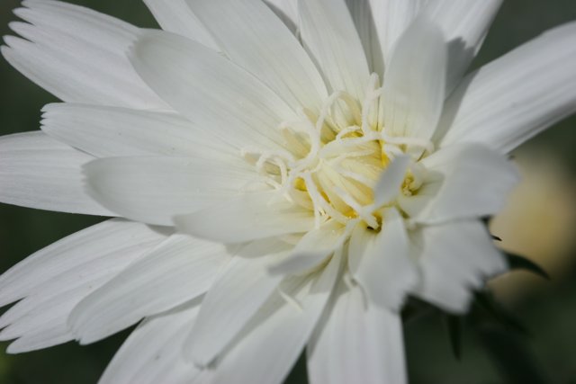 Delicate White Blossom