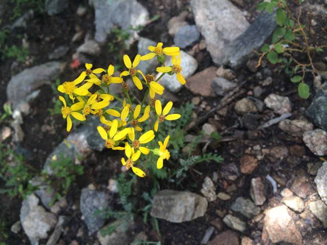 Sunny Yellow Flower Amongst the Rocks