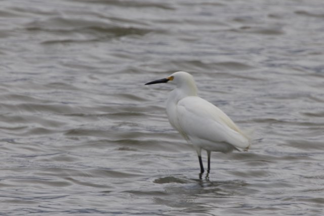 Majestic Presence at San Pablo Bay