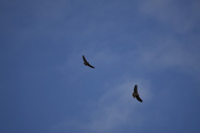 Serene Sky Sailing: Lake Merced's Avian Acrobats
