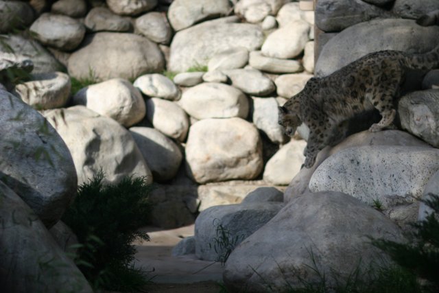Majestic Snow Leopard on Rocky Terrain