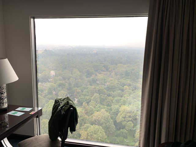 Serene Forest View from Hotel Room