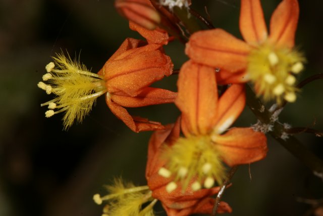 Vibrant Orange Flowers with Yellow Centers