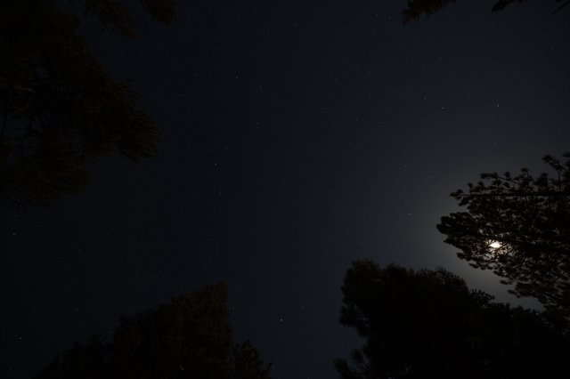 Moonlit Night Sky Over Lassen Volcanic Forest