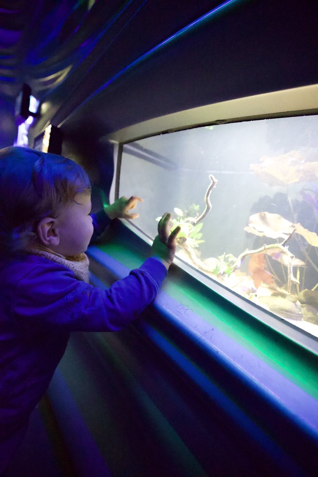 Young Child Discovers Marine Life at Aquarium Exhibit