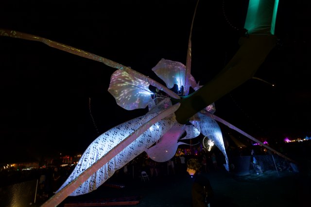 Illuminated Insect