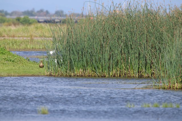 Wetland Birds Among Tall Reeds and Open Water