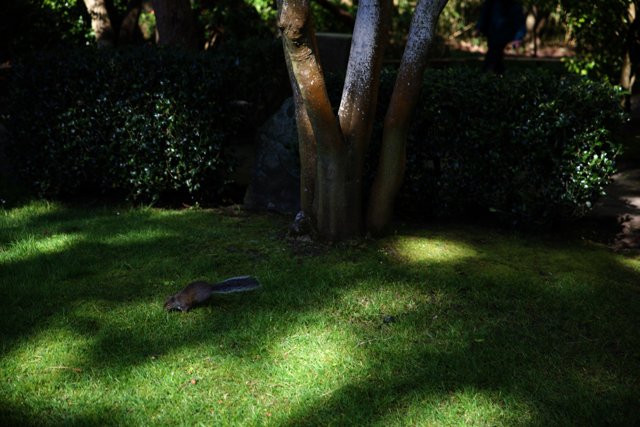 A Squirrel's Stroll in the Japanese Tea Garden