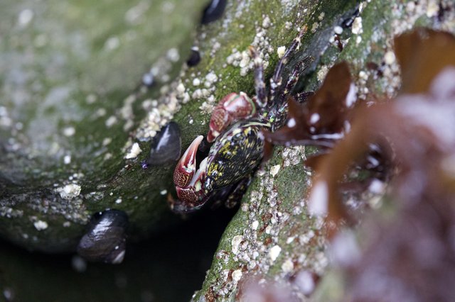 Colorful Shore Crab Hidden Among Intertidal Rocks