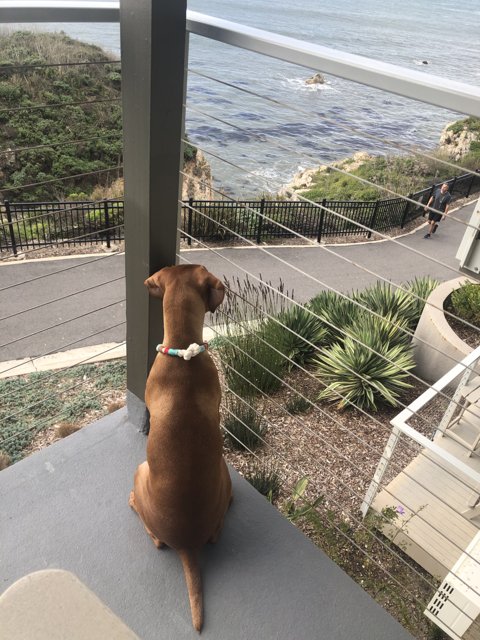 Canine Paradise on the Balcony