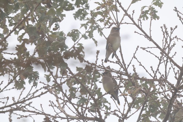 Cedar Waxwings Perched in Winter Tree