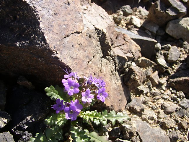 A Majestic Purple Geranium Among the Rocks