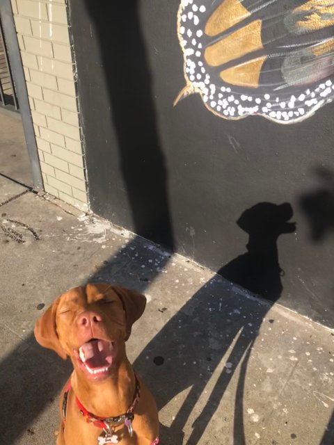 Urban Pup