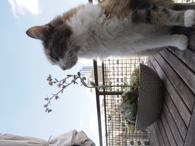 Feline Sunbathing on Wooden Deck