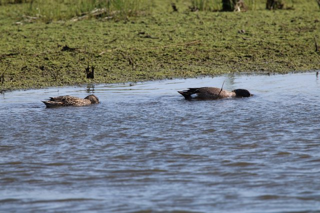 Blue-winged Teal Pair Swimming in Wetland Pond