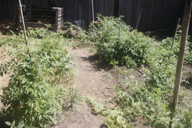 Tomato Plants Thriving in Lush Garden Oasis