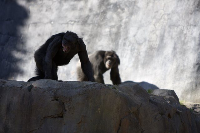 Two Chimps Standing on Rocks