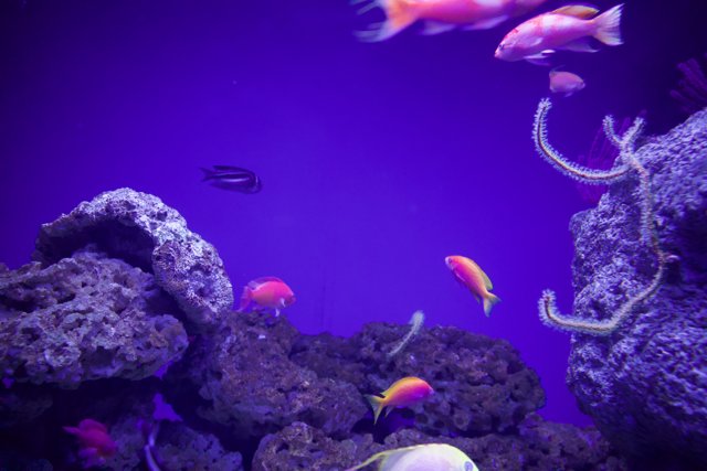 Underwater Wonderland: Vibrant Aquatic Life in Focus