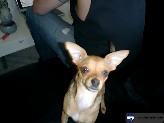 Tech-Savvy Chihuahua