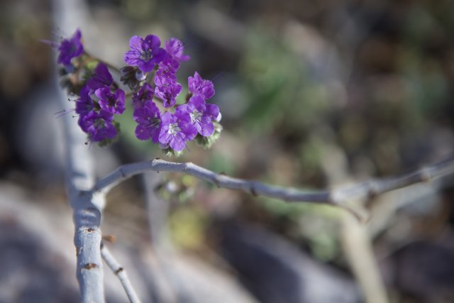 Vibrant Purple Flowers in the Desert