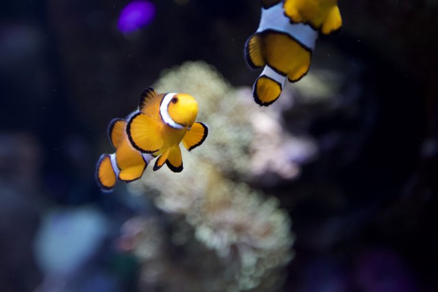 Two Amphiprion Swimming in their Underwater Paradise
