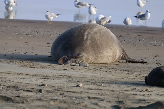 Elephant Seal Resting on Drakes Beach with Seagulls