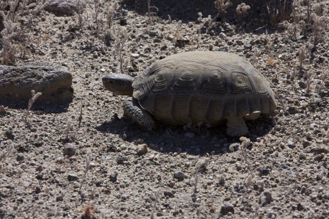 A Tortoise Trekking through the Desert