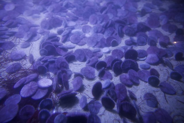 The Purple Sea Urchin Settlement