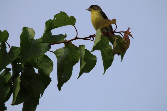 Lesser Goldfinch Perched on Birch Tree Branch