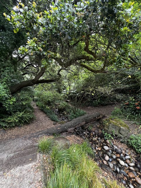 A Serene Path Through the Woodland