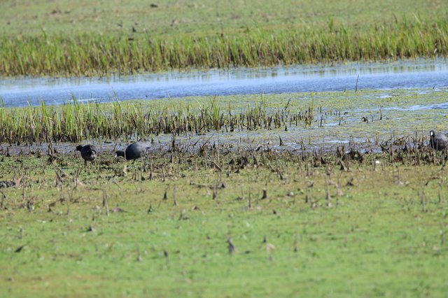 American Coots Foraging in Flooded Rice Field Wetland