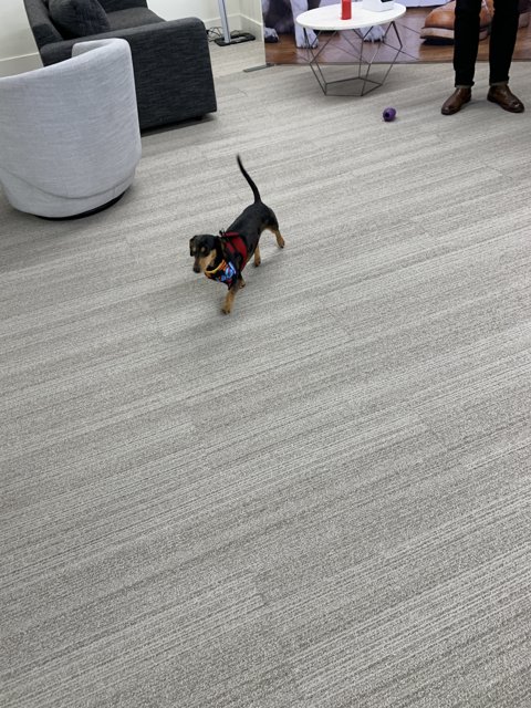 Office Pup