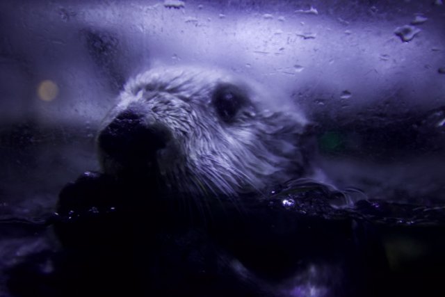Rainy Day Otter