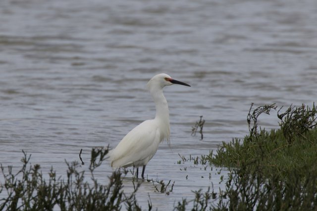 Serene Heron at Water's Edge