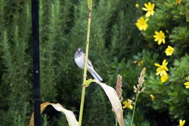 Dark-Eyed Junco Singing in the Rain