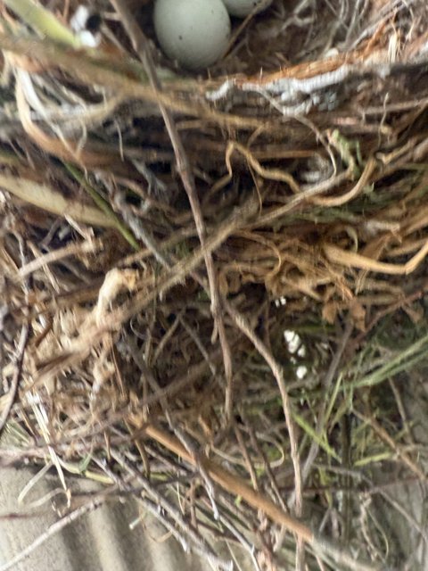Nature's Cradle