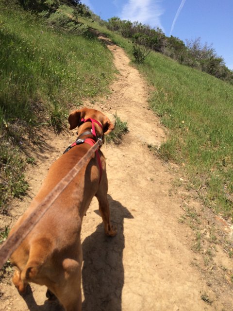 The Vizsla Takes a Stroll on the Trail