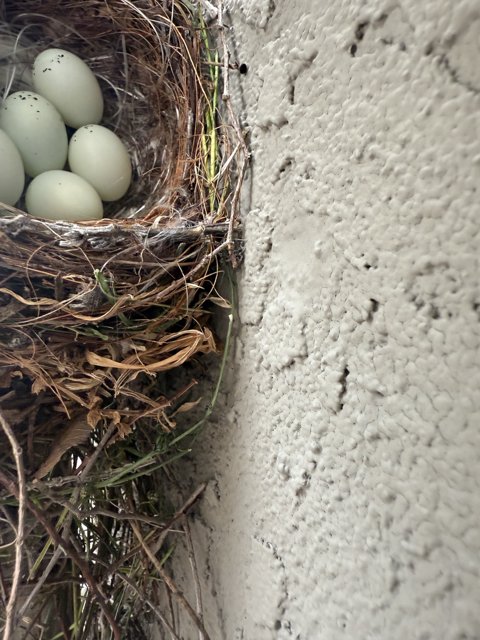 Nature's Cradle