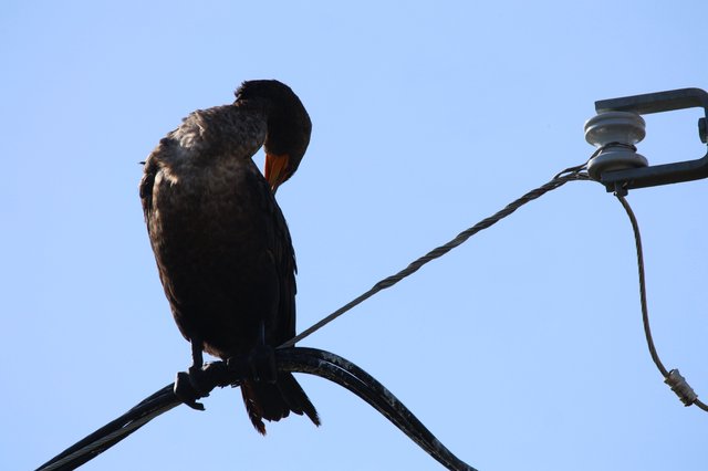 Double-Crested Cormorant Preening on Power Lines at Dusk