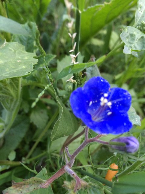 Blue Geranium Flower in Altadena