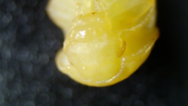 Extreme Macro: Yellow Corn Kernel Under Microscope