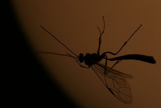 Mosquito in the Light