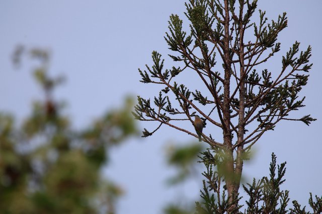 Small Bird Perched in Evergreen Canopy at Dusk