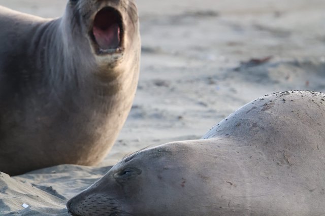 Elephant Seal Calling Out at Drakes Beach Colony