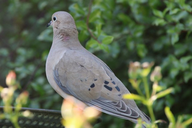 Mourning Dove Perched in Garden Foliage