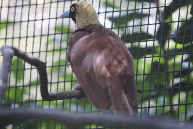 Majestic Finch at Honolulu Zoo